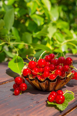 Fresh juicy red currant berries in a wicker basket on a wooden table in the garden on a summer sunny afternoon with a copy space