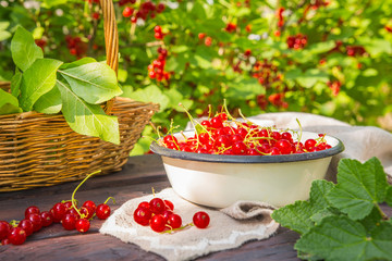 Fresh juicy red currant berries in a wicker basket on a wooden table in the garden on a summer sunny afternoon with a copy space
