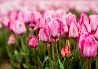 Fototapeta premium flowers