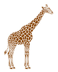 Spotted giraffe on a white background
