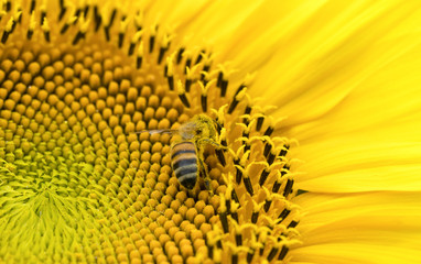 wasp on sunflower