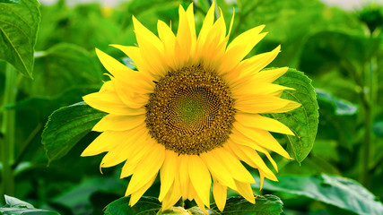 sunflower in the field