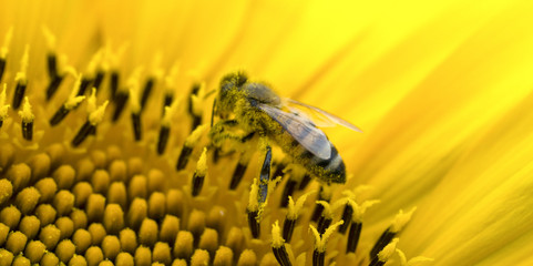 .wasp on sunflower