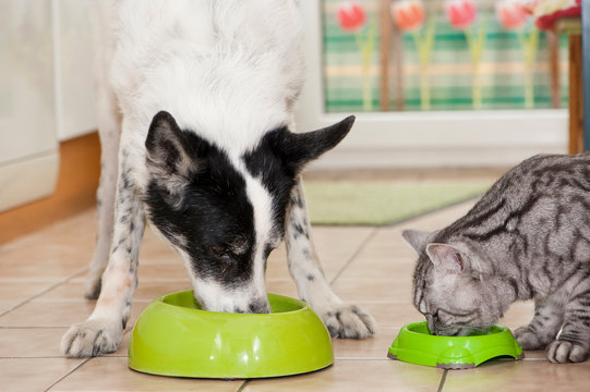 Hund und Katze fressen nebeneinander