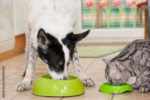 Hund Und Katze Fressen Nebeneinander Stockfotos Und