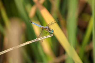 Dragonfly landing