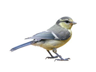 Blue Tit (Cyanistes caeruleus), young Titmouse isolated on white background