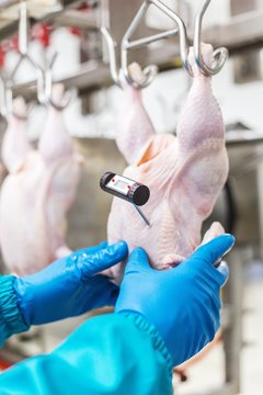 Worker Holding A Chicken Carcass On A Production Tape Checking The Temperature Of Meat Thermometer