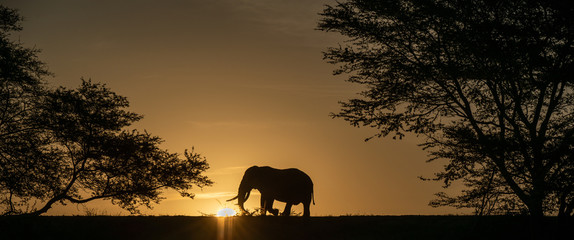 Fototapeta na wymiar Elephant alone in the savanna