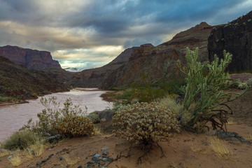 Grand Canyon National Park Cactus And River View