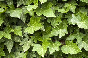 Closeup green leaves of ivy background. Nature texture. 