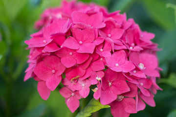 pink hortensia flowers in garden
