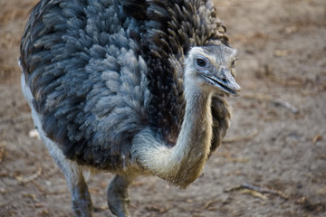 Awesomely colored bird at the zoo