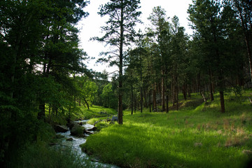 Rays of sunshine piercing the woods near a creek in Custer State Park.