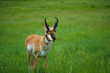 Majestic Pronghorn in Custer State Park
