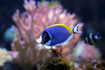 Fototapeta na wymiar Powder Blue Tang in reef tank
