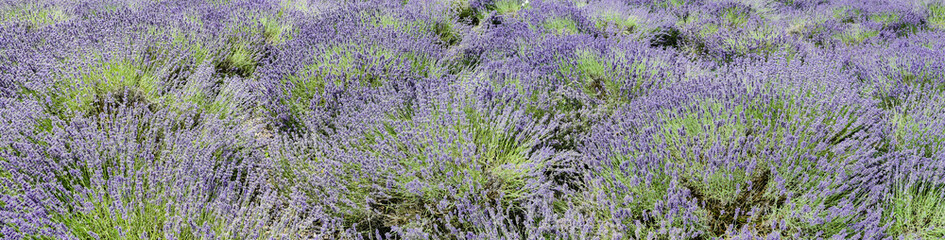 Plakat Lavendel Panoramafoto
