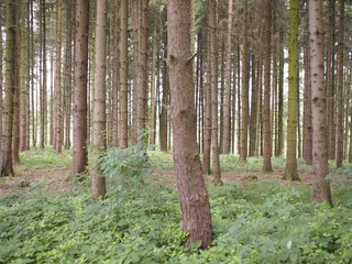 Naklejka premium Wandern und Frischluftkur im Fichtenwald