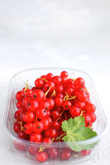 Fresh organic Red currant isolated Plastic container White background Healthy organic eating Harvesting concept Local market Copy space