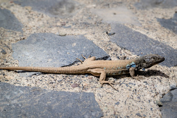 A lone male Gallotia galloti - Gallot's Lizard - with blue markings on Mount Teide in Tenerife