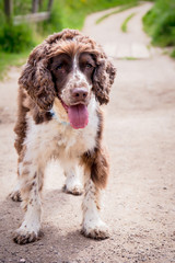 A brown and white purebred English Springer Spaniel dog standing up and looking forwards with mouth open on park path.
