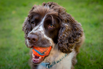 A brown and white purebred English Springer Spaniel dog lying down in field or garden with bright tennis ball in his mouth.