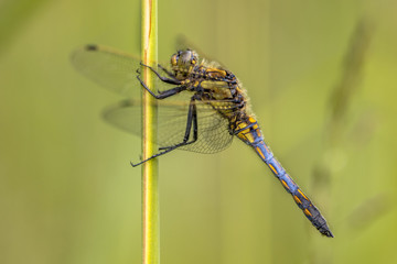 Black tailed skimmer with green background