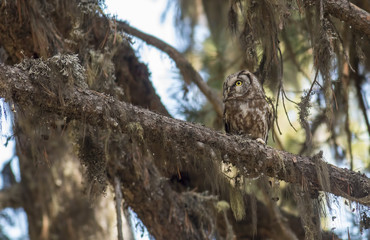 Boreal owl in old-growth forest