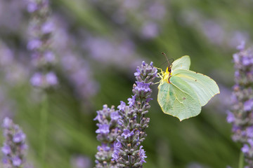 Zitronenfalter auf einer Lavendelblüte