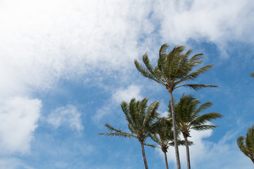 Palms in the breeze