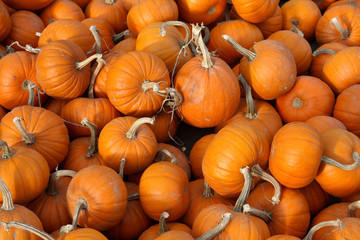 Pumpkins 4