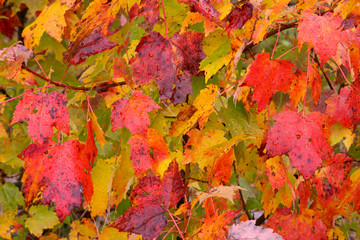 Naklejka na ściany i meble Colorfull autumn