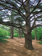 Mountains of the crimea and the green forest and village