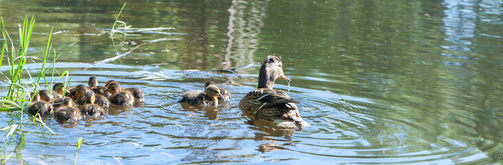 Duck with small ducklings in the pond on a sunny summer day