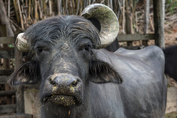 Naklejka premium Buffalo