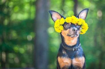 Сute puppy, a dog in a wreath of spring flowers on a natural background of a green forest, a portrait of a dog. Spring Summer theme