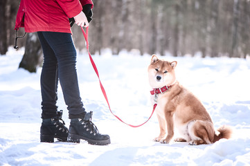 Shiba inu breed dog plays with a girl, a girl trains a dog, on a beautiful winter forest background.