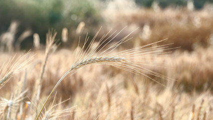 Fototapeta premium Dry golden ears in the sun, texture, background