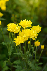 Background of yellow flowers