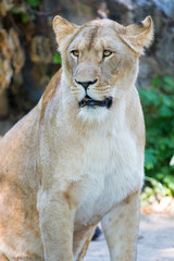 Löwin Portrait (Panthera leo) 