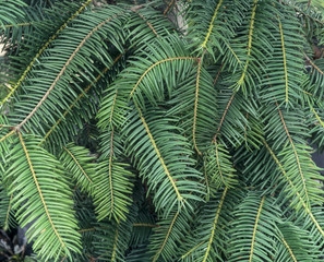 Naklejka na ściany i meble Green Pine branches Abundant fir needle type of pine branches