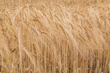 Barley
