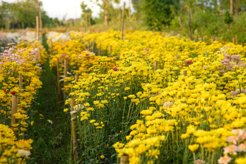 Obraz premium Background of yellow flowers