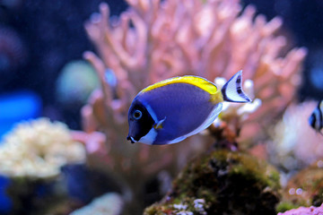 Fototapeta na wymiar Powder Blue Tang in reef tank
