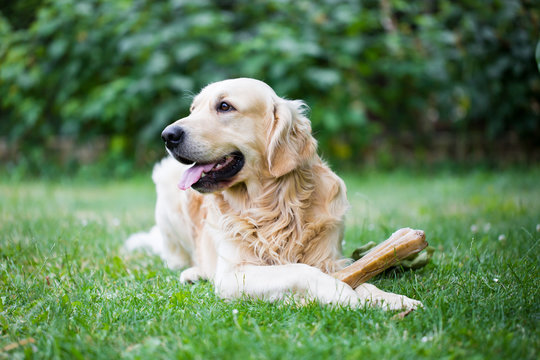 Cute golden retriever playing / eating with bone consists of some pork skin on the huge garden, looking happy