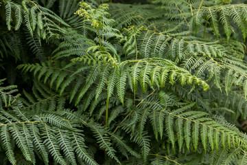 Bracken fronds unfurling in summer growth