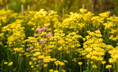 Obraz premium Background of yellow flowers