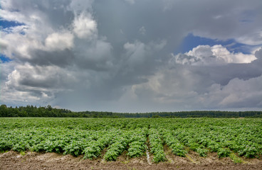 The field where potatoes are planted. Potatoes are blooming.