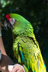 Colorful wild birds are rescued from illegal pet owners. They are among the smartest anuimals and can repeat between 40 and 80 words.