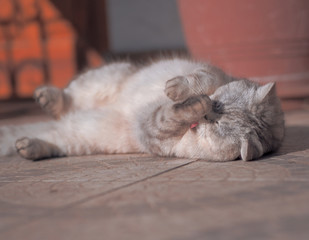 Lazy cute cat laying at the sun and playing